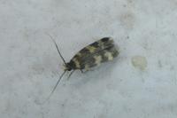 Oegoconia