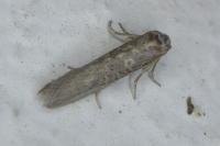 Oxypteron schawerdai