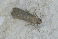 Oxypteron schawerdai