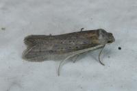 Oxypteron schawerdai