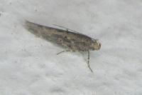 Scrobipalpa ocellatella