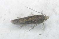 Scrobipalpa ocellatella