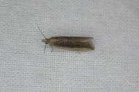 Bactra