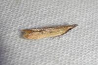 Dichomeris acuminata