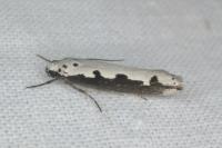 Ethmia bipunctella