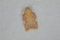 Carcina quercana