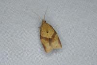 Clepsis consimilana