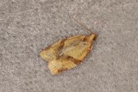 Clepsis consimilana