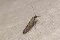 Ochromolopis staintonellus