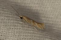 Ptocheuusa paupella
