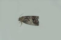 Cydia splendana