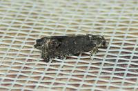 Cydia splendana