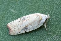 Agonopterix nervosa