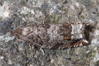 Ancylis achatana