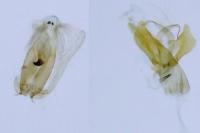 Aproaerema larseniella