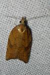 Acleris rhombana