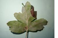 Parornix anglicella