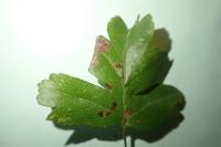 Parornix anglicella