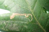 Stigmella