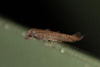 Ochromolopis staintonellus