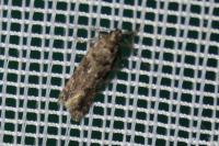 Teleiopsis diffinis