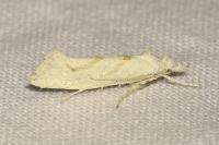 Ypsolopha persicella