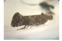 Acrolepia autumnitella