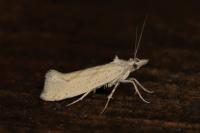 Ypsolopha persicella