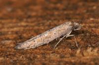 Ochromolopis staintonellus