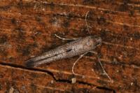 Ochromolopis staintonellus