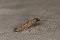 Ochromolopis staintonellus