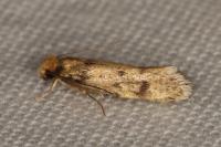 Tinea basifasciella