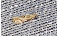 Bucculatrix bechsteinella