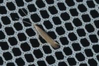 Coleophora glaucicolella