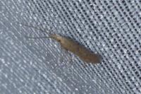 Coleophora salicorniae