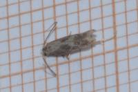Blastodacna hellerella