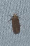 Bryotropha terrella