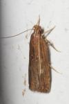 Helcystogramma triannulella