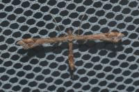 Amblyptilia acanthadactyla