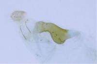 Bucculatrix bechsteinella
