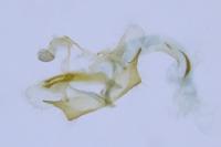 Coleophora glaucicolella