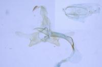Coleophora salicorniae