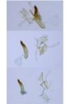 Blastodacna hellerella
