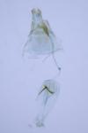 Amblyptilia acanthadactyla