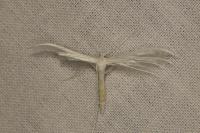 Pterophorus pentadactylus