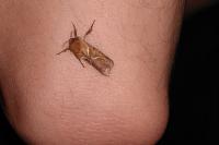 Triodia sylvina