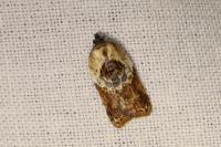 Acleris variegana