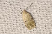 Agonopterix propinquella