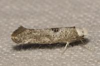 Paraswammerdamia albicapitella