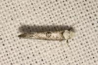 Paraswammerdamia albicapitella